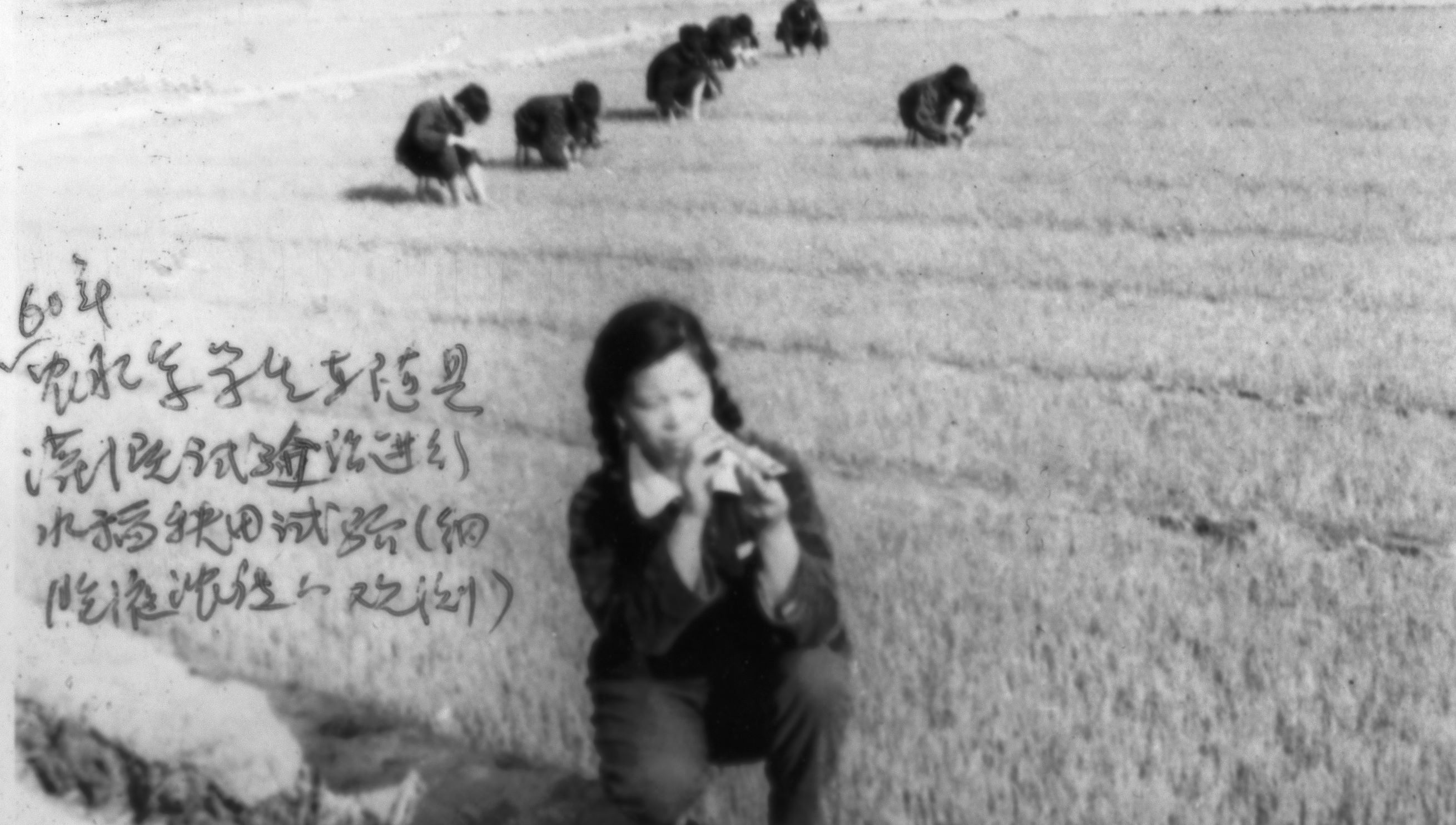 农水系学生在随县灌溉试验站进行水稻秧田细胞液浓度的观测（1960）